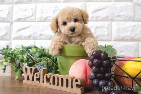 成約済の滋賀県のトイプードル-187290の1枚目