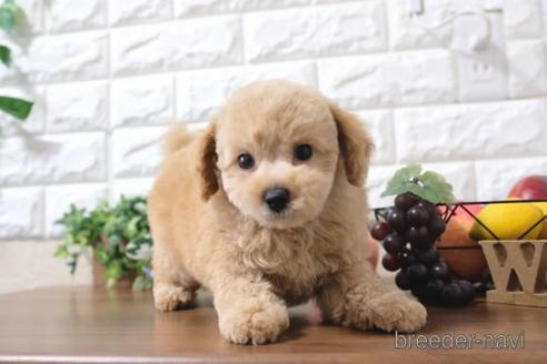 成約済の滋賀県のトイプードル-187290の4枚目