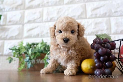 成約済の滋賀県のトイプードル-187290の3枚目