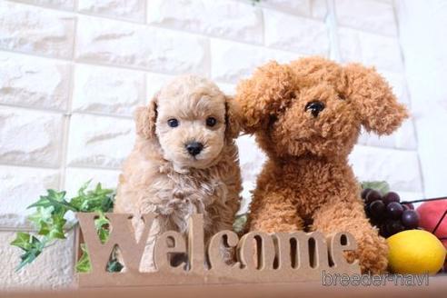 成約済の滋賀県のトイプードル-187290の2枚目