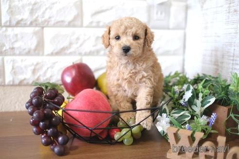 成約済の滋賀県のトイプードル-187289の4枚目
