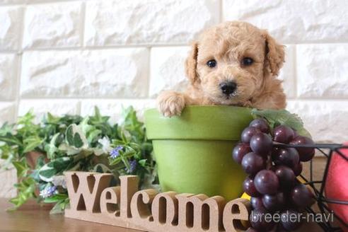 成約済の滋賀県のトイプードル-187289の3枚目