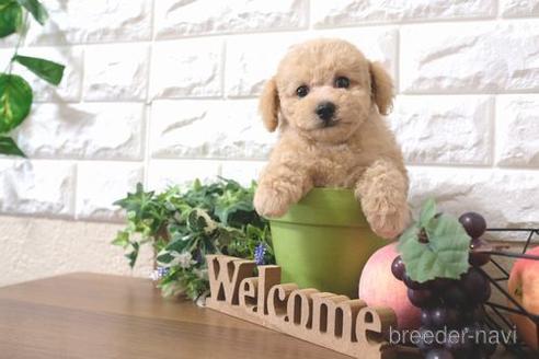 成約済の滋賀県のトイプードル-187289の1枚目