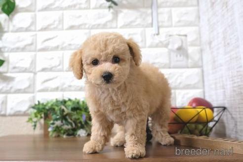 成約済の滋賀県のトイプードル-187289の2枚目