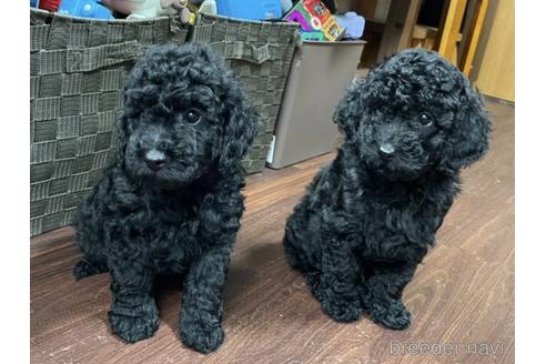 成約済の東京都のトイプードル-179321の2枚目