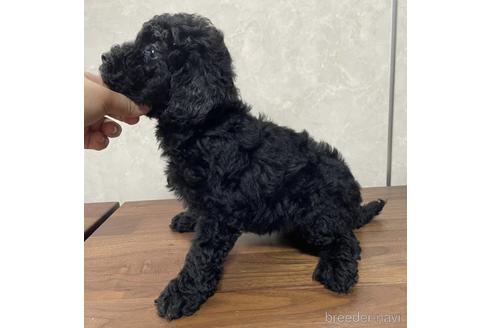 成約済の東京都のトイプードル-179321の3枚目