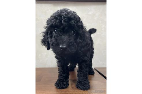 成約済の東京都のトイプードル-179321の4枚目