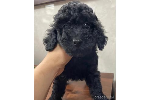 成約済の東京都のトイプードル-179321の5枚目