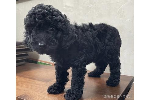 成約済の東京都のトイプードル-179321の6枚目