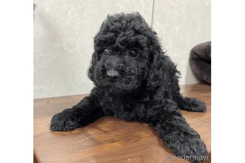 成約済の東京都のトイプードル-179321の7枚目