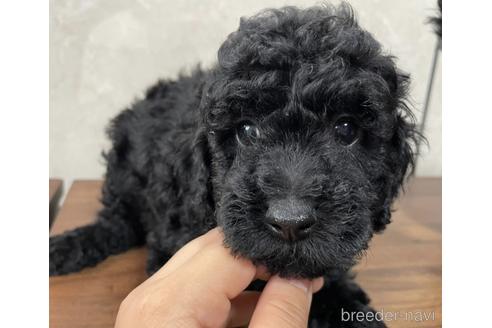 成約済の東京都のトイプードル-179321の8枚目