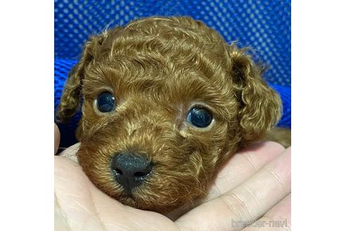 成約済の岡山県のタイニープードル-187550の11枚目