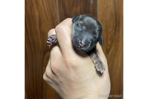 成約済の福岡県のミニチュアダックスフンド(ロングヘアード)-189723の8枚目