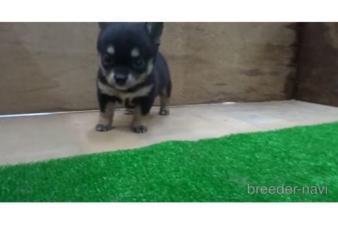 成約済の佐賀県のミックス犬-189733の2枚目
