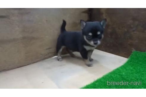 成約済の佐賀県のミックス犬-189733の3枚目