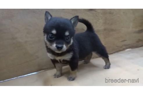 成約済の佐賀県のミックス犬-189733の1枚目