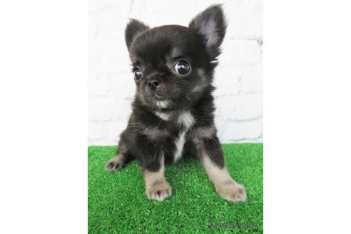 成約済の大阪府のチワワ(ロングコート)-189738の3枚目