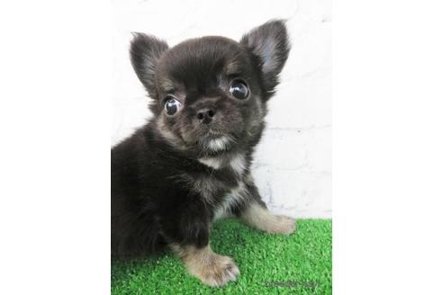 成約済の大阪府のチワワ(ロングコート)-189738の1枚目