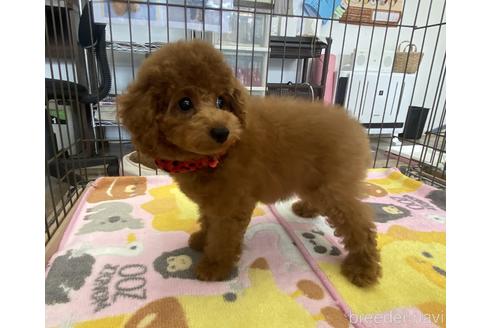 成約済の大阪府のトイプードル-183277の4枚目