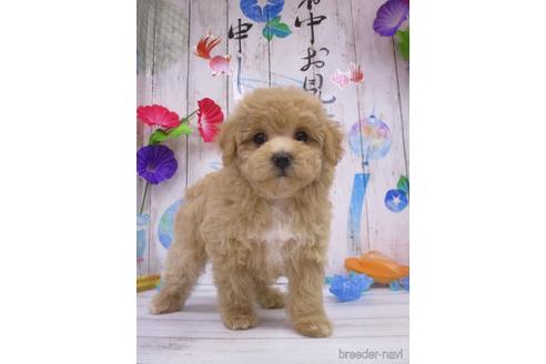 成約済の鳥取県のマルプー:マルチーズ×トイプードル-182925の3枚目