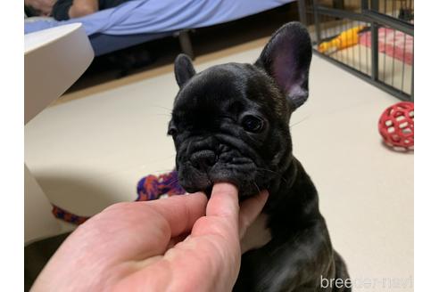 成約済の三重県のフレンチブルドッグ-183235の4枚目