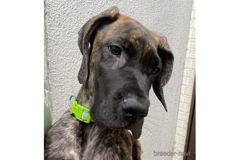 グレートデンの子犬を探す ブリーダーナビ