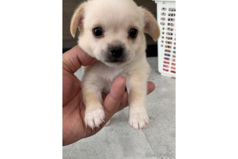 成約済の福岡県のミックス犬-189813の6枚目