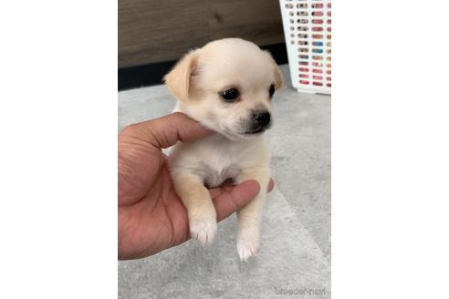 成約済の福岡県のミックス犬-189813の7枚目