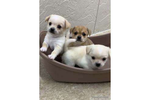 成約済の福岡県のミックス犬-189813の8枚目