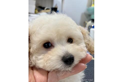 成約済ののティーカッププードル-179987