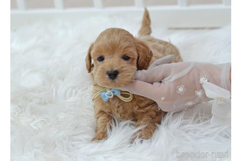 成約済の埼玉県のミックス犬-187388の17枚目