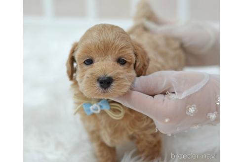 成約済の埼玉県のミックス犬-187388の16枚目