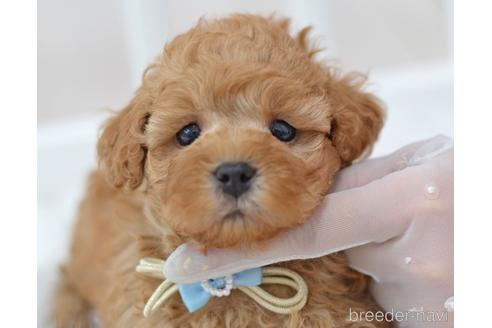 成約済の埼玉県のミックス犬-187389の14枚目