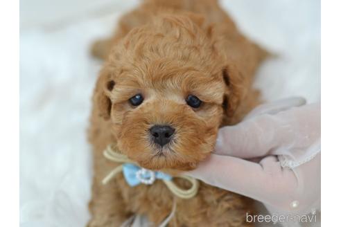 成約済の埼玉県のミックス犬-187389の13枚目