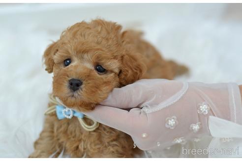 成約済の埼玉県のミックス犬-187389の12枚目