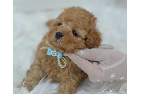 成約済の埼玉県のミックス犬-187389の11枚目
