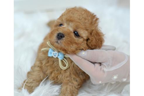成約済の埼玉県のミックス犬-187389の10枚目