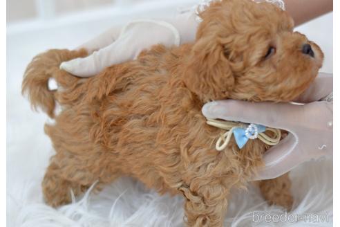 成約済の埼玉県のミックス犬-187389の9枚目