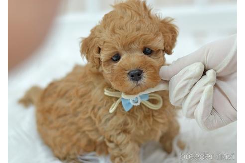 成約済の埼玉県のミックス犬-187389の8枚目