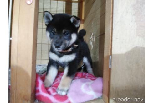 成約済の岡山県の柴犬-186820の1枚目