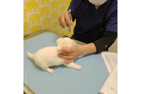 成約済の愛知県のチワワ(ロングコート)-184952の3枚目
