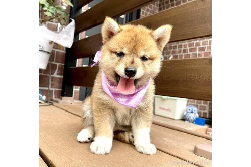 成約済の埼玉県の豆柴-187358の3枚目