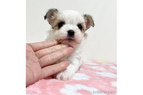成約済の福岡県のチワマル:チワワ×マルチーズ-185000の34枚目