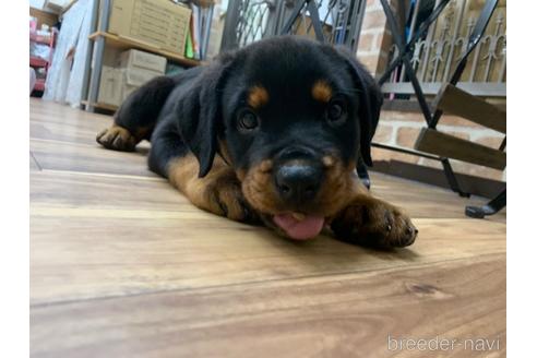 埼玉県のロットワイラー 男の子 22 05 14生まれ ブラックタン 子犬id 1847 ブリーダーナビ