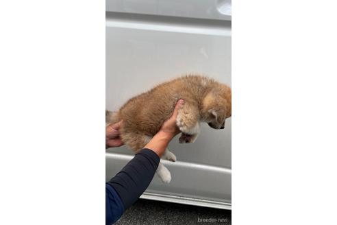 成約済の山梨県の秋田犬-189973の3枚目