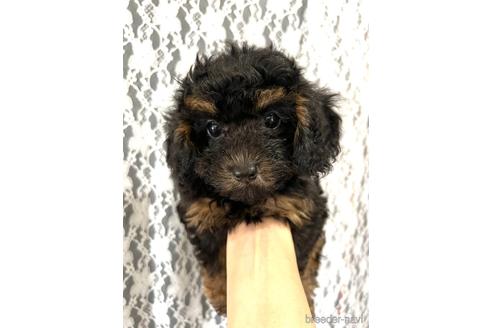 成約済の埼玉県のトイプードル-182366の19枚目