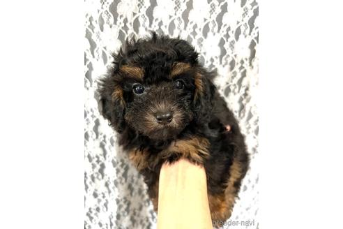成約済の埼玉県のトイプードル-182366の17枚目