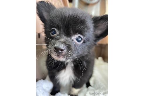 成約済の愛媛県のポメチワ:ポメラニアン×チワワ-190014の2枚目