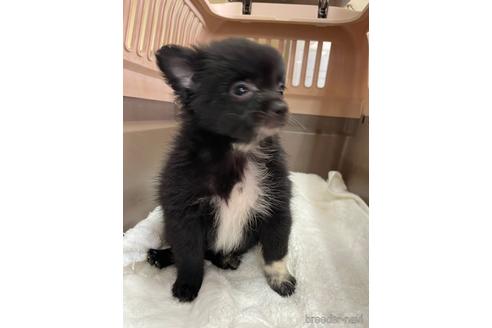 成約済の愛媛県のポメチワ:ポメラニアン×チワワ-190014の1枚目