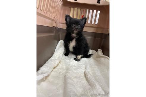 成約済の愛媛県のポメチワ:ポメラニアン×チワワ-190014の3枚目